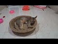 You Laugh You Lose😻Funniest Dogs and Cats 2024🤣🐶