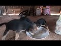 Breastfeeding puppies - cute dog bady - best friend
