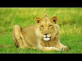 4K African Animals: Mount Elgon National Park - Scenic Wildlife Film With Calming Music