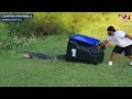 Gator garbage can capture: Florida man uses trash can to capture alligator