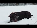 Are German Shorthaired Pointers good at dock diving?