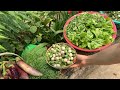 Clean vegetable garden at home - Back home to fulfill a dream with a small garden