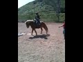 Haflinger Dillon walking on tarp