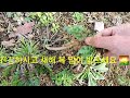 겨울 주말농장👨‍🌾나들이 /🌱월동 시금치 상추 그리고 냉이 Happy New Year #주말농장 #월동 #냉이