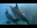 The Ocean 4K - Scenic Wildlife Film With Calming Music - Sea Animals for Relaxation - 4K Video UHD