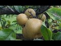 PERKEBUNAN PEAR - NEW JERSEY