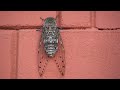 Cicada #locusts  #cicada  #video #nature #travel #animals #wildlife#insects #bug #beatle