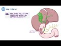 Anatomy of the abdominal viscera: Liver, biliary ducts and gallbladder