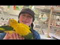 17 EASY STEPS FROM BIRD VET HOW I Got MY GOLDEN CONURE PARROT to STOP PLUCKING HIMSELF!