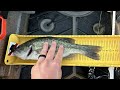 Bass CRUSHING the Fluke - MOYAK Kayak Fishing Tournament - Stockton Lake