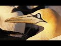 The Secret Language of Animals: Decoding Nature’s Body Language | Animals Decoded 101