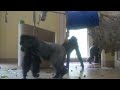 Silverback Gorilla Running After Those Excited Females To Stop Them | The Shabani's Group