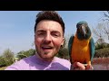 CRAZY MACAWS! | Free flying on lockdown!