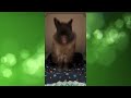 Compilation of funny animals! #033 Choose what you liked most and leave a comment! Subscribe!