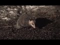 Awesome Possum