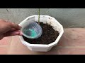 Few people know that it is possible to propagate this way | Relax Garden