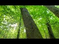 Basic tree identification in Tennessee, every sawyer should be able to identify Episode #1