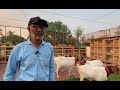 India’s Biggest Collection of heavy Goats AL BEK Goat Farm