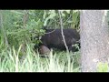 Bear Black kills moose calf