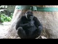 Gorilla Siblings Enjoy the Peace & Quiet While the Silverback Sleeping