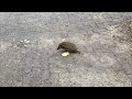 Sonic the Hedgehog in real life