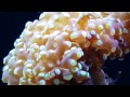 Coral Close Up - 18MAY14
