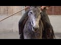 Training a mule for medieval war