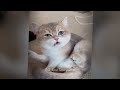 Funniest Cats And Dogs Videos😂- Best Funny Animal Videos 2024😺