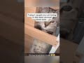 Funniest Cats Fails Video 2024 | Funny Cats🐱😃 Videos 2024 | Funny Animal Videos 2024 | Funny | fail