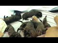 Part 4 New Born Puppies Feeding Puppy Dog