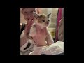 Try Not To Laugh Cats Videos 😁 Funny cat videos − Funny cats