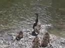 Duckie families!