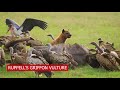 Birds of Prey for Kids - Raptors : Eagle, Owl, Vulture, Hawk, Falcon Nature HD Documentary