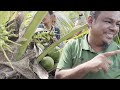 kursus LENGKAP penghasilan AIR TUAK | NIRA KELAPA | COCONUT SAP  - how it's made | SFC020