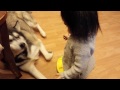 Baby Loves Siberian Husky Dog!