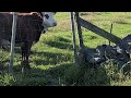 Cow video