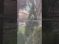 sparrowhawk on fence waiting for his next meal. #hawks#birdsofprey