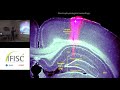 Gamma frequencies coordinate theta oscillations in the hippocampus via cross-frequency coupling