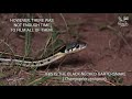 Non-venomous snakes of Arizona, Rosy boa, kingsnakes, Gopher snake, Hook-nosed snake