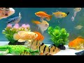 Cute Animal Videos, Goldfish, Shark, Crocodile, Clownfish, Sea Turtle, Crab, Frog,Swordfish,Koi Fish