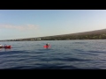 Humpback Whales Swim up to Kayaks in Maui Hawaii