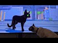 Funny Cat Videos | Best of the June 2024