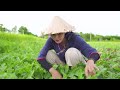 Tiểu Vân Harvesting COCONUT, WATERMELON Goes To The Market Sell | Cooking & Gardening | Country life