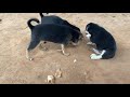 Enjoy for video challenge The stray dog🐶, lovely dog puppies #0003