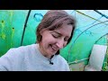 Polytunnel update - What's growing and what isn't...