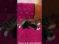 Cute Animals Funny Cats And Dogs video 2024 😻😂😍🤣