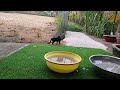 YOU LAUGH YOU LOSE😜Best Funny Animals Video 2024😿🐶