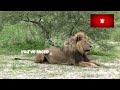 WHAT WOULD YOU DO IF YOU ENCOUNTERED A LION? / SURVIVAL QUIZ!