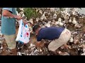 Raising Millions of Ducks for Meat:  Revolution for Free-Range Ducks