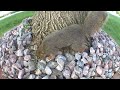 Squirrel Feeder:  Boy and Girl Squirrels Ground-Hoggin' the cameras.